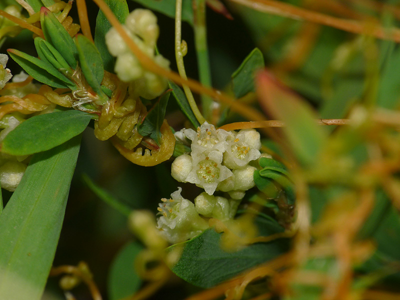 Cuscuta campestris / Cuscuta ungherese